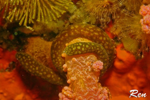 Epimenia on neptheid coral. Credit: Ren
