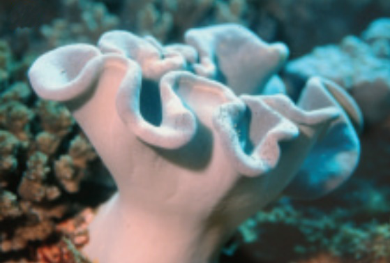 "Sarcophyton" ehrenbergi, the False Toadstool Coral. Credit: Dr. Yehuda Benanyahu