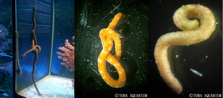 Epimenia and two possible Cavibelonia, the last of which was discovered feeding on a coral. Credit: Toba Aquarium 