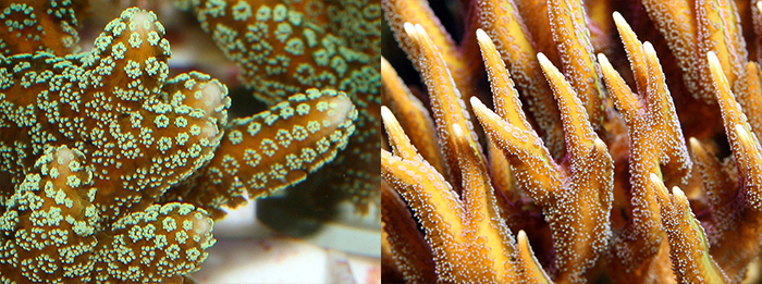 A close look reveals a distinct feature of seriatoporids. Their polyps are in rows on well-developed branches.