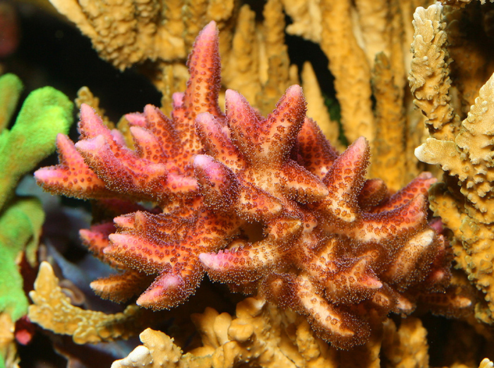 Corals of the genus Seriatopora, like this specimen of S. hystrix, can be attractive additions to any reef aquarium.