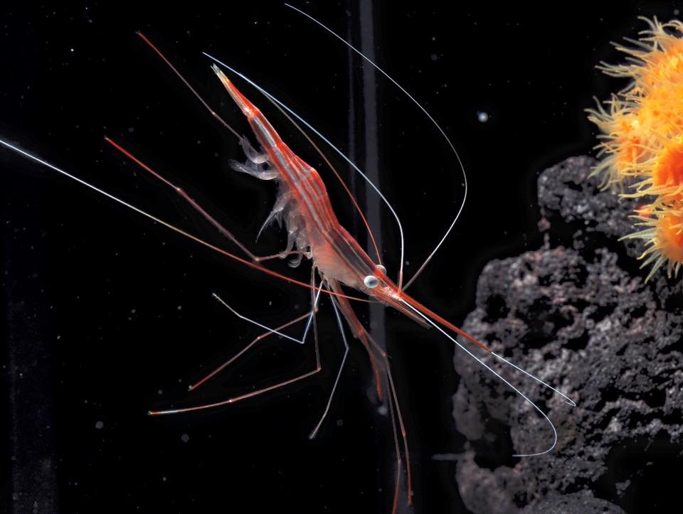 Plesionika cf narval, the "Narwhal Shrimp", named for its long rostral spine. Credit: Blue Harbor