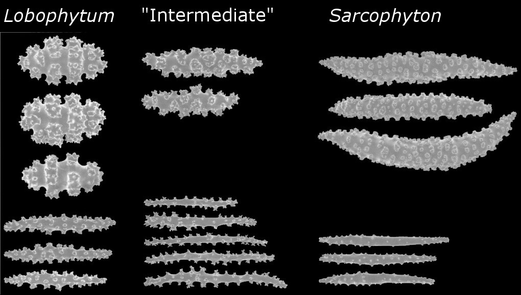 Comparing sclerites of the three major clades. Modified from McFadden et al 2006.