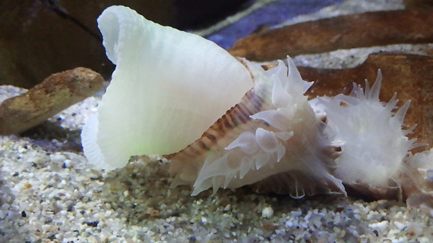 Seems to be eating an anemone? Credit: Sea Bros