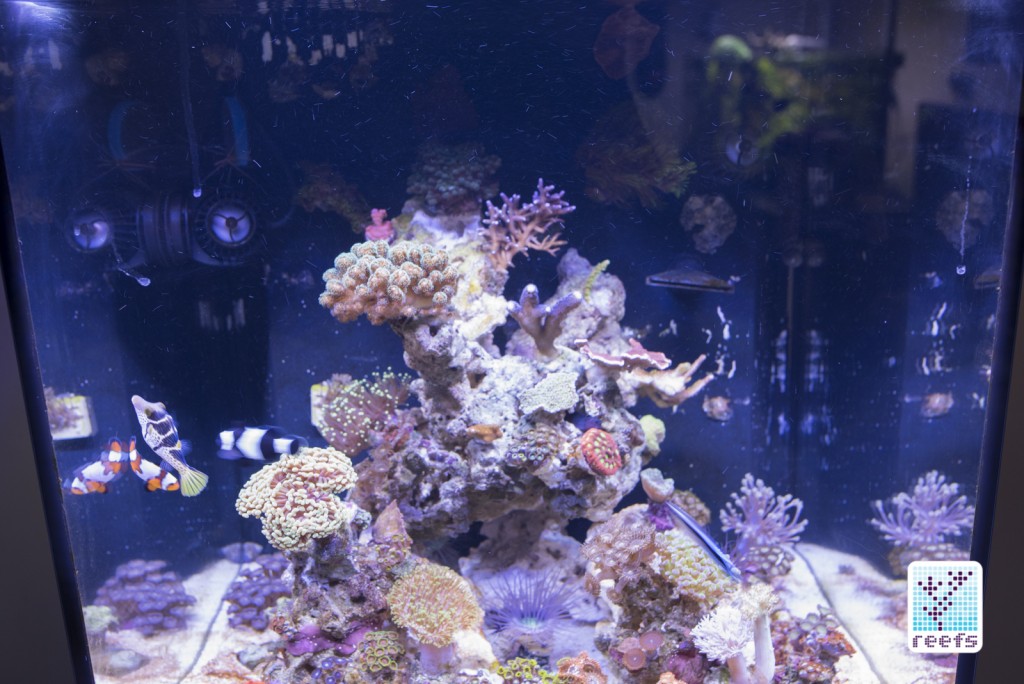 Fluval  Marine and Reef 2.0 over author's aquarium- all diodes ON
