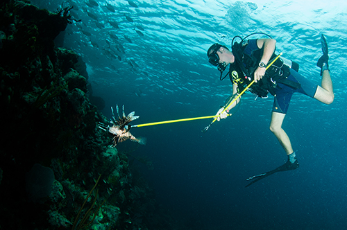 Hunting for lionfish.  The diver uses a simple harpoon propelled by a piece of elastic from the divers’ hand.