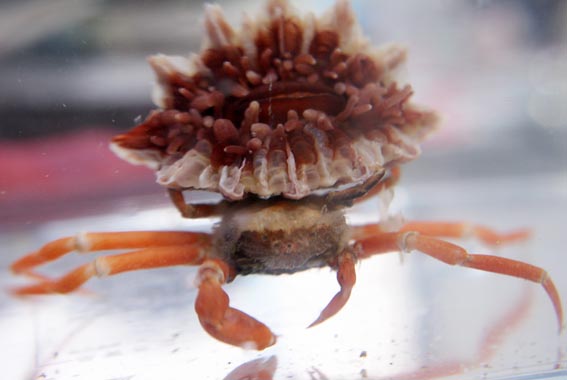 Crab & coral, note the darker color of this specimen. Credit: Aquarium Desuyo 