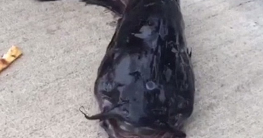 man-claims-he-caught-three-eyed-fish-in-gowanus-canal