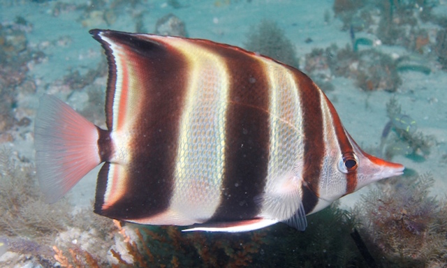 Adult C. truncatus. Note the prominent erythric slating over the fins and bands. Also note the short dorsal fin extension. Photo credit: Tom Davis.