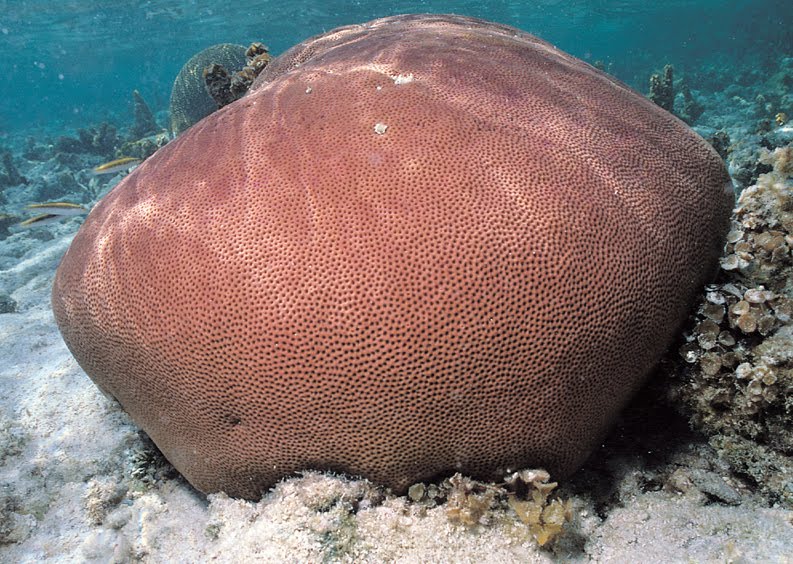 Round Starlet Coral Siderastrea siderea. Credit: Mary Stafford-Smith.