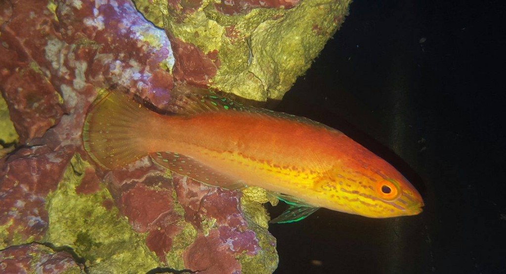 A young male C. katoi. Credit: Kevin Curty/Old Town Aquarium