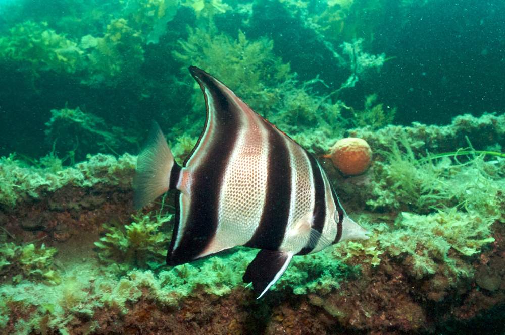 Chelmonops curiosus in Rapid Bay, South Australia. Note the turbid, silty reef habitat. Also note the prominent dorsal fin extension. Photo credit: Fishes of Australia.