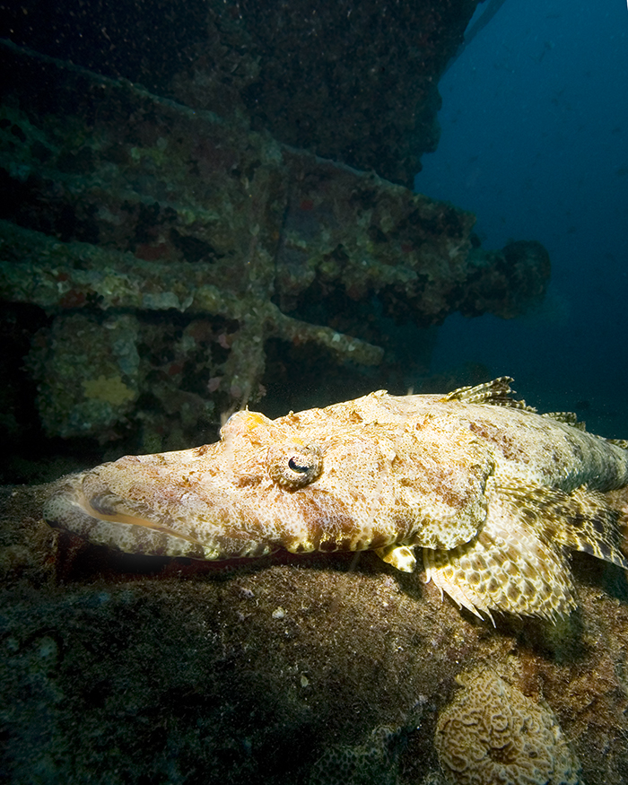 This fish was photographed on a famous wreck in the <a class=