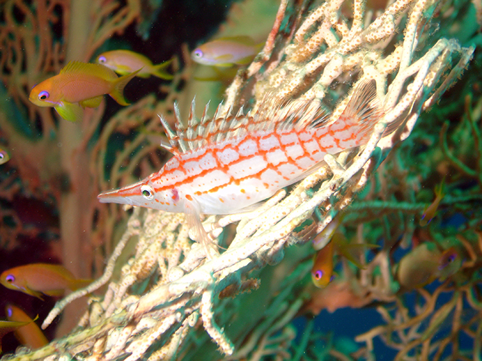 O. typus – lives in a net-like animal and has net-like camouflage. Like all Hawkfish it darts out from its resting place to snatch prey items from the water.