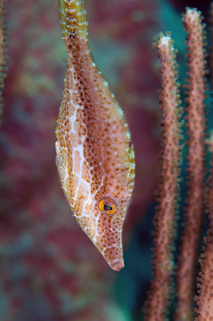 This file fish adopts a head down posture and camouflage.