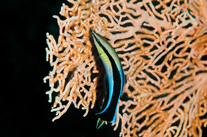 Cleaner wrasse (Labroides dimidiatus) are highly visible underwater and recognised as more useful alive than dead by predators.