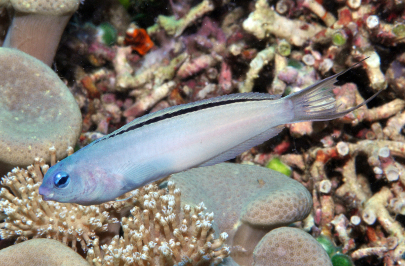 M. cf atrodorsalis from Cenderawasih Bay, New Guinea. Note the black margins of the caudal fin and grey coloration. Credit: Gerry Allen