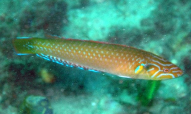 An Eastern Australian P. elongatus. Credit: Port Stephens Marine Life