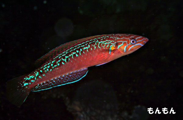 An unusually red male from Japan. Note the distinctive pectoral fin spot. Credit: monesuke110
