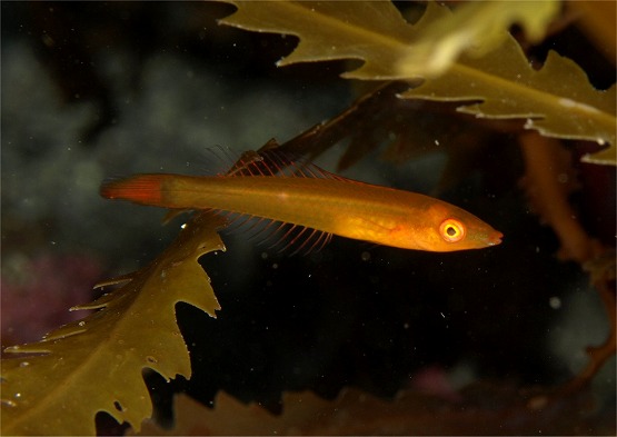 Juvenile of the Japanese cf elongatus. Colors vary from tan to red, based on local algae growth perhaps. Credit: Satoru 