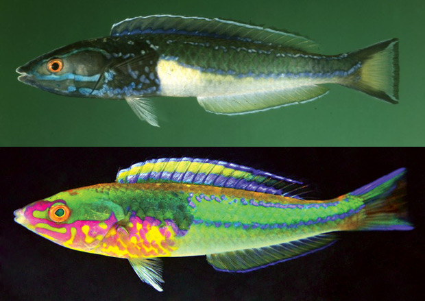 P. erythrops (above) & P. edwardi, questionably distinct species. Credit: John Randall & V. Altamirano/Victor & Randall 2014
