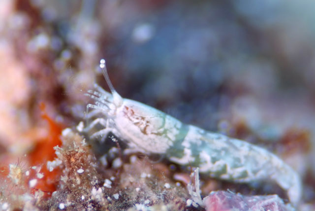 As endearing a shrimp as I can think of, with eyes of exquisite beauty. Credit: Ishigaki Diving Shop