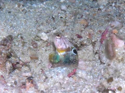 A male Pygmy Jawfish (opistognathus sp. 4) from Triton Bay. This specimen is not showing the intensified colors of the sexual display. Credit: mdX2