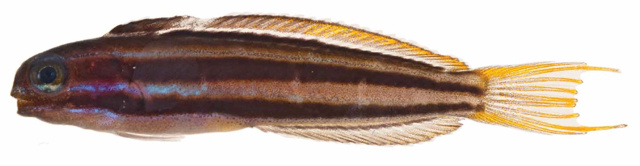A 27mm male specimen of M. limbatus, from Helen Reef. Credit: Jeffrey Williams
