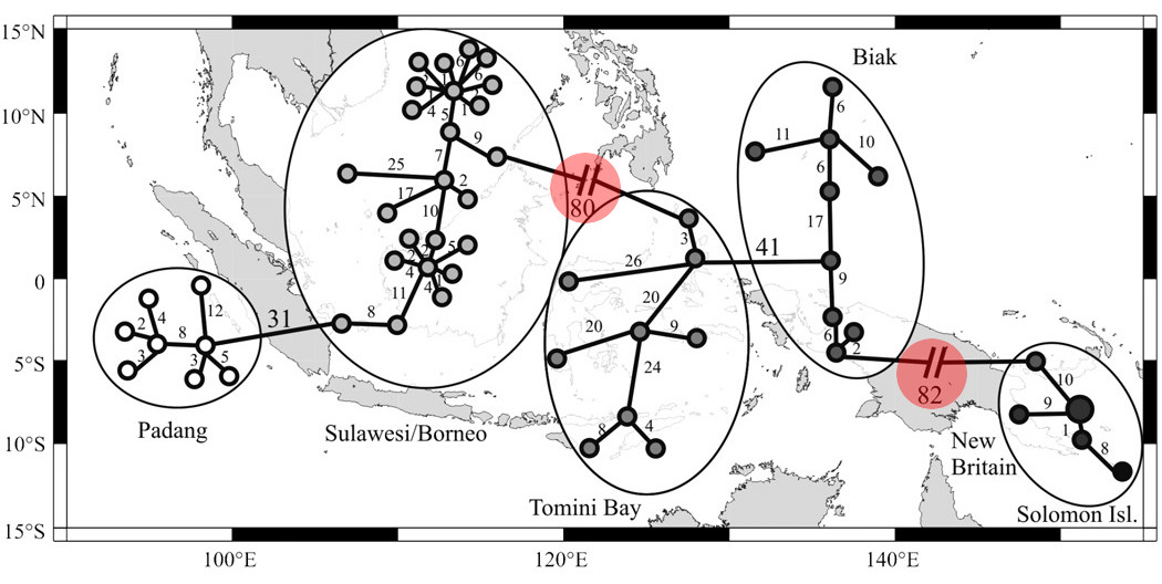 A map showing the population genetics of Percula and Occelaris Clownfishes. The red circles indicate the major genetic breaks in the group, hinting at an undescribed species from Eastern New Guinea, and perhaps two others, in the Indian Ocean and Western New Guinea. Credit: Timm et al 2008