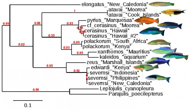 A maximum likelihood CO1 tree using GenBank data. Note the distant placement of Hawaiian and South Pacific cerasinus. 
