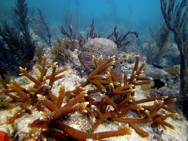 A thicket of transplanted staghorn coral takes root in the Florida Keys. credit: Coral Reef Foundation