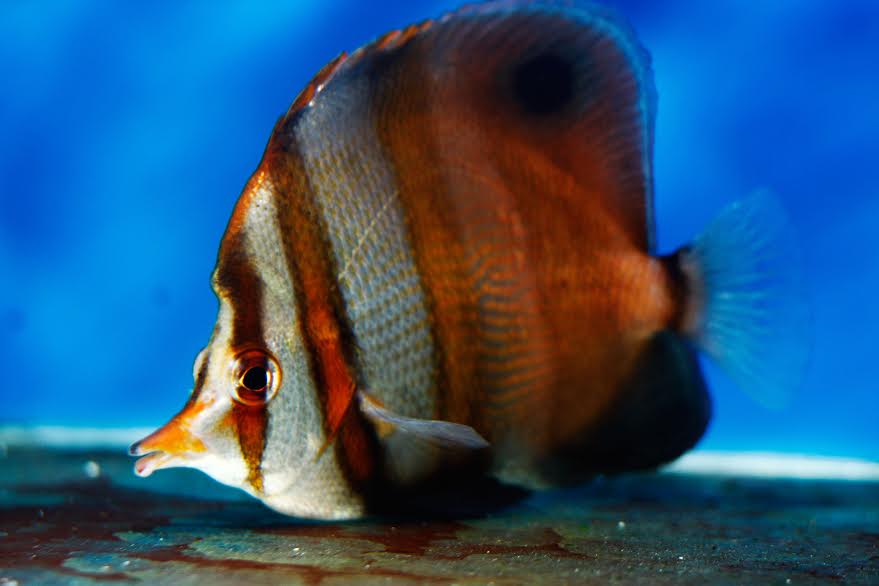 Chelmon muelleri in captivity. Note the extensively shaded posterior half, giving the fish an almost bicolored appearance. This is variable, and in some specimens, the extensive shading is not present. Also note the bump on the nape. Photo credit: Ohm Pavaphon.