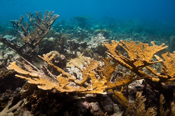 1. Title photo reef site with intact elkhorn coral (Acropora palamata) stand. Photo credit Paul Selvaggio – Pittsburgh Zoo & PPG Aquarium HR-2