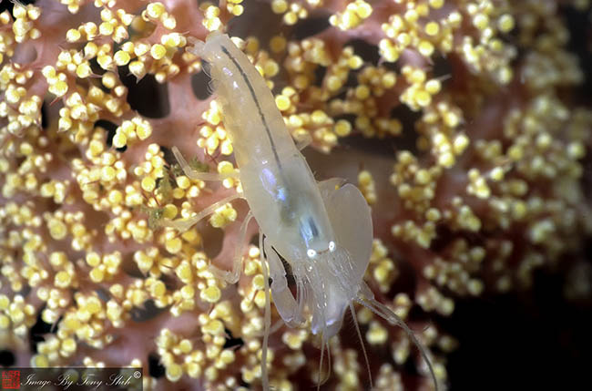 Soft Coral Snapping Shrimp Synalpheus neomeris. Credit: Tony Shih, Creative Commons
