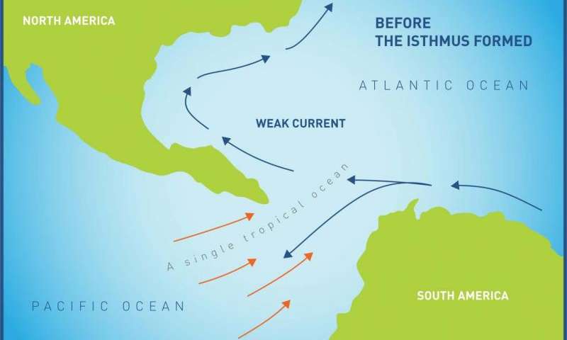 Prior to the formation of the Panamanian isthmus, the Eastern Pacific and Western Atlantic were connected, allowing species to cross both sides. The land bridge formed somewhere around 12-15 mya, isolating the once connected oceanic populations. It also served to connect North and South American terrestrial fauna. Photo credit: Smithsonian Tropical Research Institute.