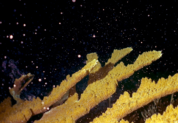 Elkhorn-corals-reproduce-by-releasing-sperm-egg-bundles-into-the-water-column.-Photo-credit-Benjamin-Mueller-CARMABI-2.jpg