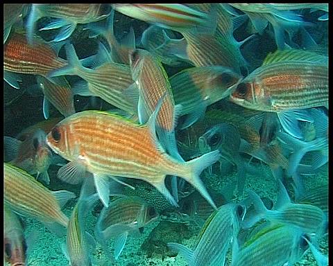 Ascension Island, Central East Atlantic, CU shoal of big eye fish
