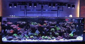 Big Reef Tank