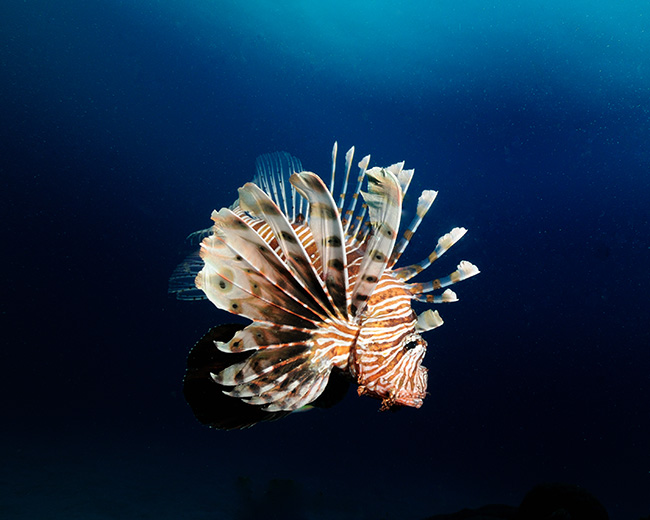 Common Lionfish in the Indo-Pacific