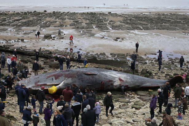 Whale-beached-at-Hunstanton
