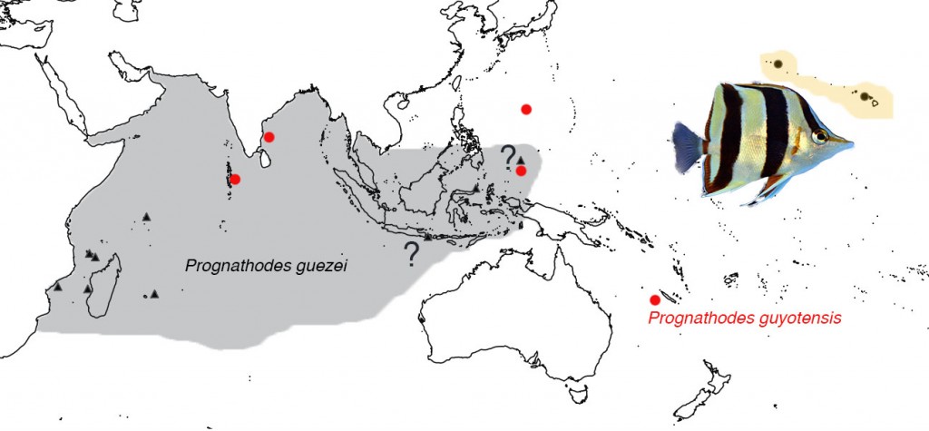 The very tentative and incomplete biogeography of the Indo-Pacific Prognathodes. Photo credit: Lemon TYK.