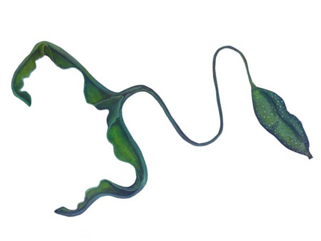 Illustration of Bonellia viridis, a common hitchhiker into reef aquaria. Note the bifurcated proboscus and unsegmented lump of a body, typically hidden deep within live rock. Credit: A. Lingford