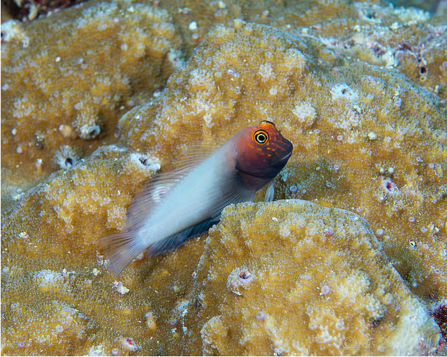 This ghostly blenny may be an undescribed species from Kiritimati. Credit: David Rolla