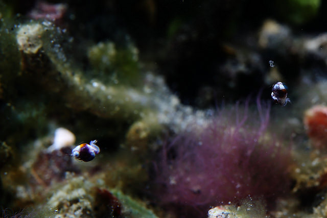 Idiomysis sp from Lembeh. Credit: Tze-Yaw Ong