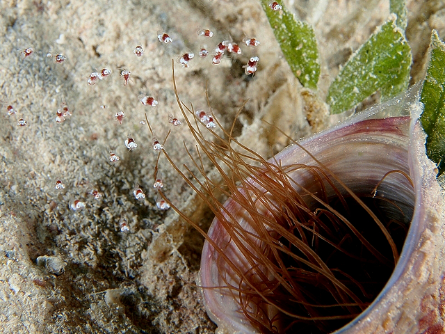 Idiomysis tsurnamali with tube anemone. Credit: Rob Maller