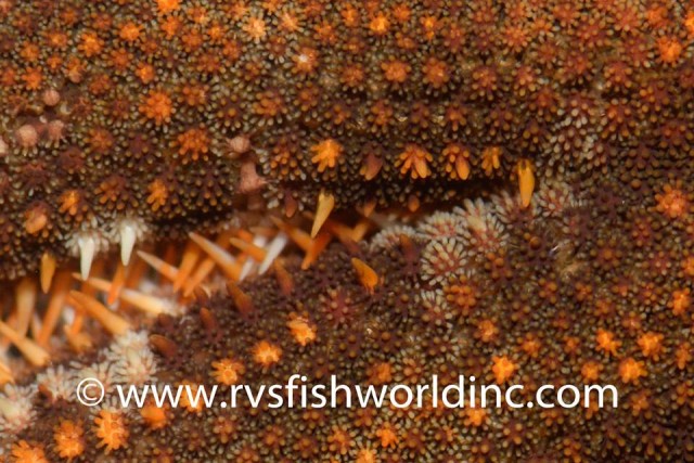 Close-up of the dorsal surface, showing the numerous paxillae. Credit: RVS Fishworld Inc