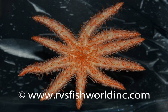 Ventral shot showing the orange tube feet. Credit: RVS Fishworld Inc