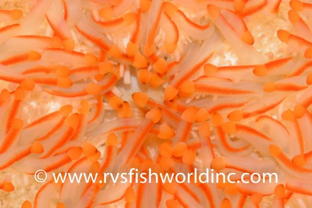 The orange-striped tube feet of L. magnifica are really quite fetching. Credit: RVS Fishworld Inc