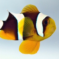 Epithet etymology: Amphiprion chrysogaster, the gold bellied, double saw wielder