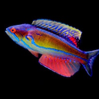 The flasher wrasse genus Paracheilinus gets a formal revision, along with the addition of three new species